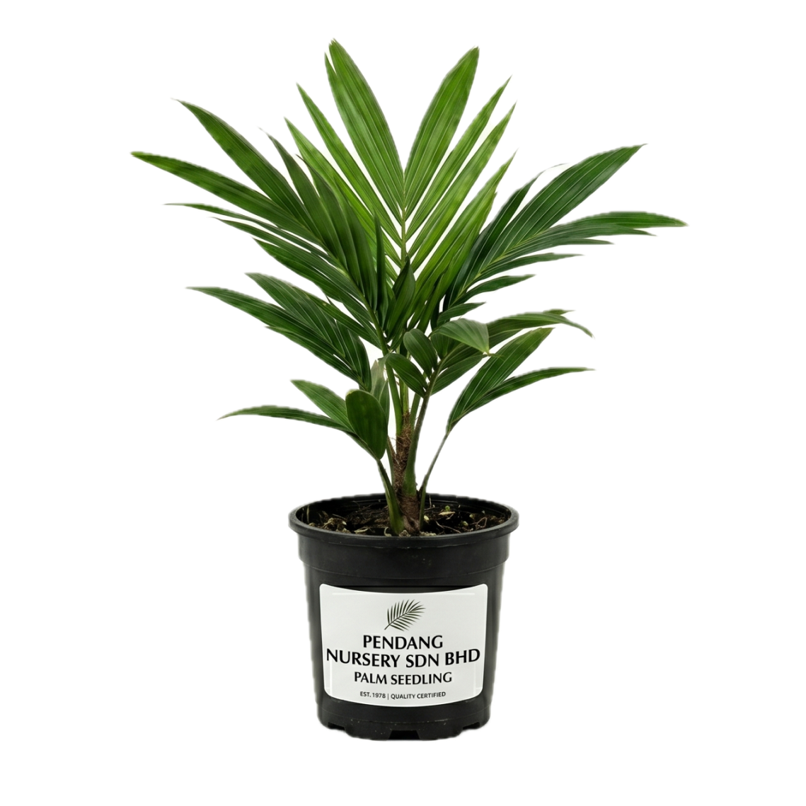 Oil Palm Seedlings