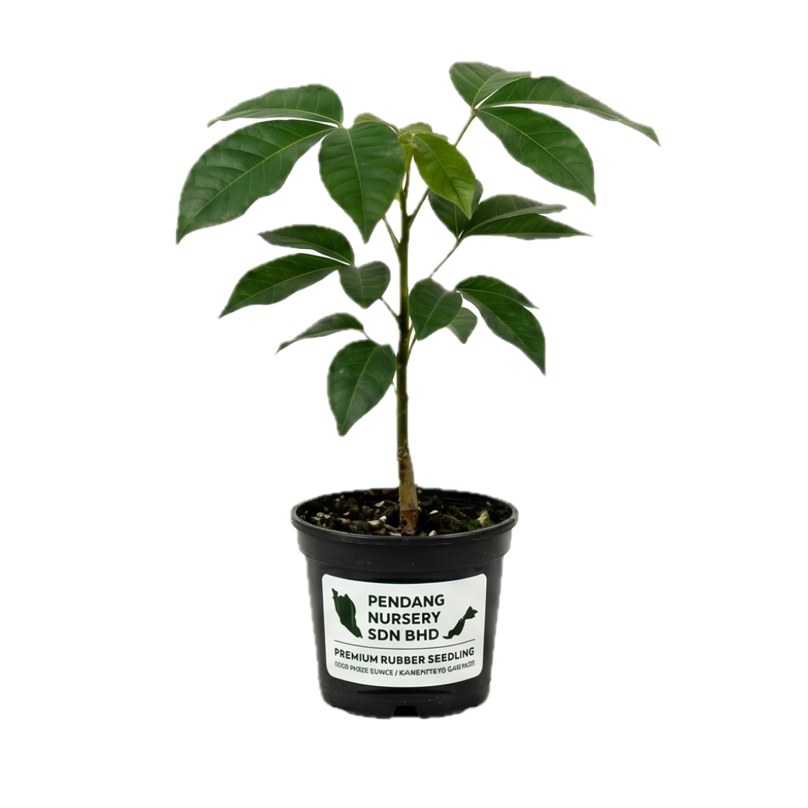 Rubber Seedlings