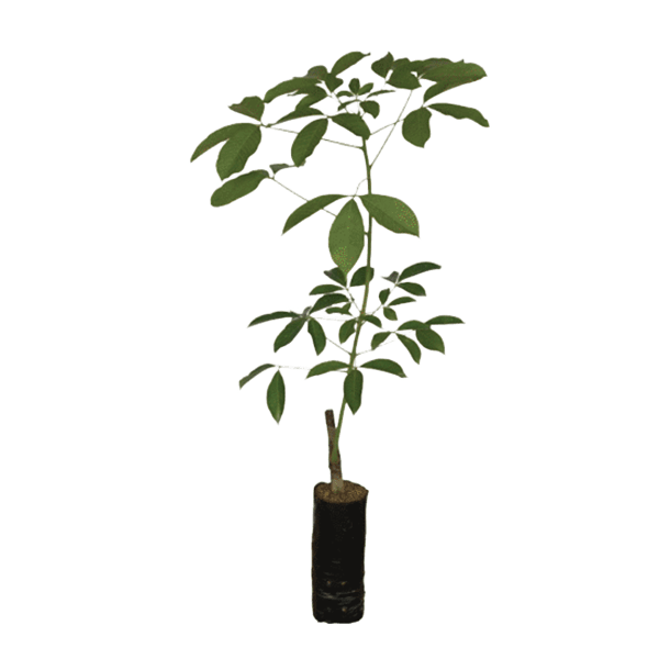Rubber Seedling